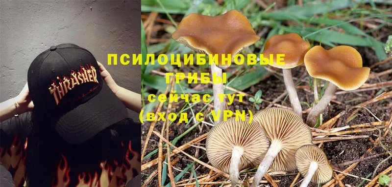 Галлюциногенные грибы MAGIC MUSHROOMS  что такое   Дно 